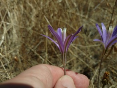 Brodiaea