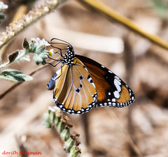 Danaus chrysippus
