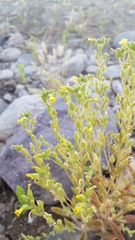 Mimetanthe pilosa