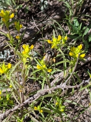 Orthocarpus luteus