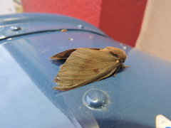 Citheronia sepulcralis