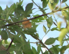 Asterocampa celtis antonia