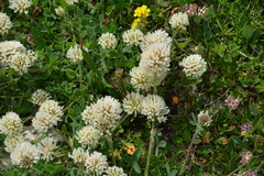 Trifolium montanum