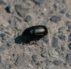 Zabrus tenebrioides