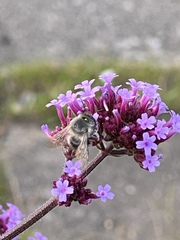 Anthophora quadrimaculata