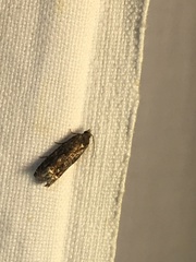 Eucosma ochroterminana