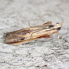 Ancylostomia stercorea