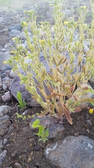 Mimetanthe pilosa