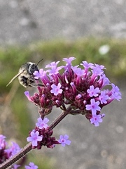 Anthophora quadrimaculata