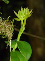 Epidendrum geminiflorum