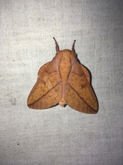 Syssphinx bisecta