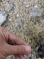 Aristida purpurea wrightii
