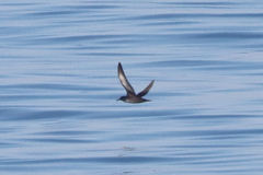 Puffinus mauretanicus