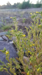 Mimetanthe pilosa