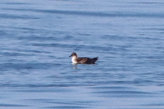 Puffinus mauretanicus