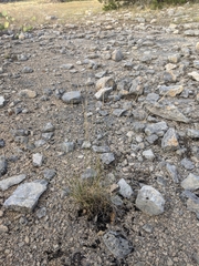 Aristida purpurea wrightii