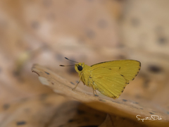Cupitha purreea