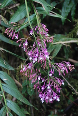 Epidendrum porphyreum