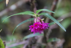 Epidendrum mesogastropodium