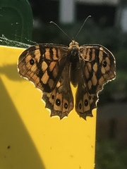 Pararge aegeria