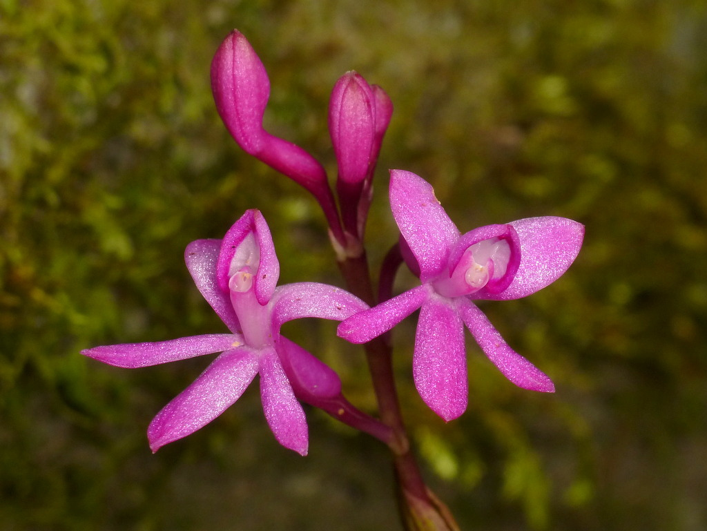 Epidendrum quisayanum Schltr. 2