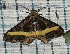 Harutalcis vialis