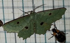 Chlorodontopera discospilata