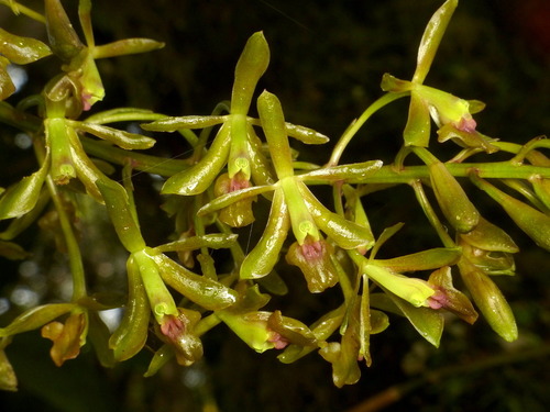 Epidendrum fruticetorum Schltr.