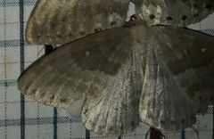 Cyclidia rectificata