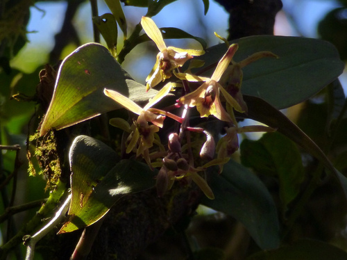 Epidendrum fruticetorum Schltr. 2