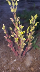 Mimetanthe pilosa