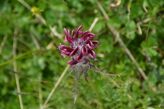 Pedicularis sudetica