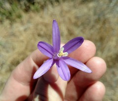 Brodiaea leptandra