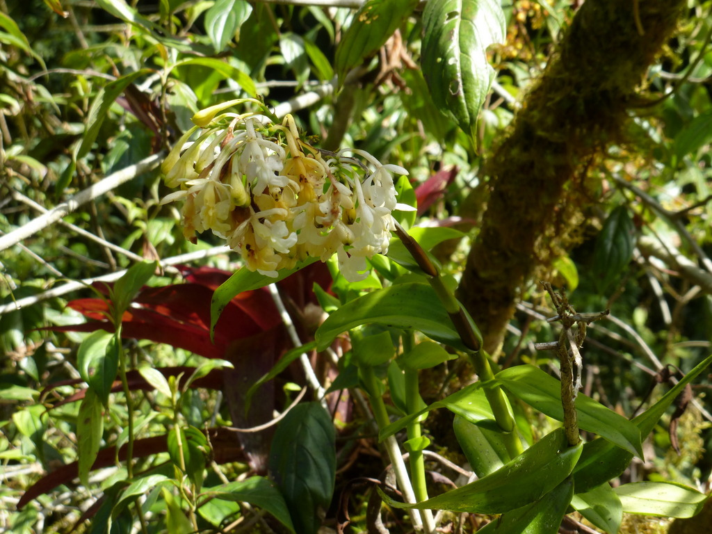 Epidendrum barbaricum Hágsater & Dodson 4