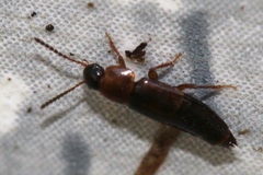 Tachinus
