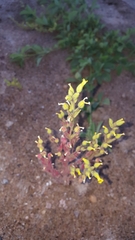Mimetanthe pilosa