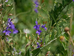 Delphinium consolida
