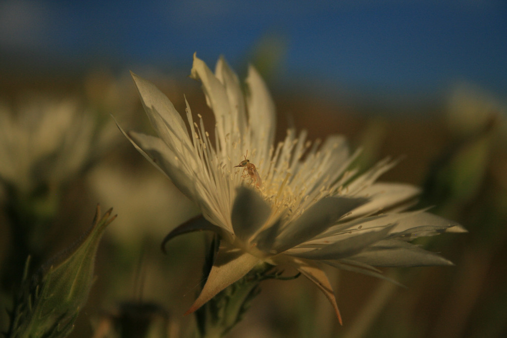 Kiowa Perdita