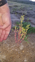 Mimetanthe pilosa