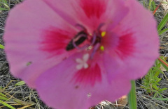 Acmaeodera