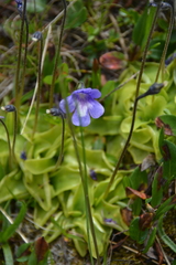 Pinguicula