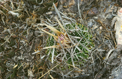 Echinofossulocactus lloydii