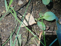 Zanclognatha laevigata