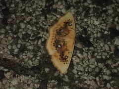 Cyclophora albiocellaria