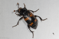 Nicrophorus sayi