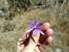 Brodiaea leptandra