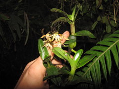 Epidendrum pichinchae