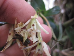 Epidendrum pichinchae