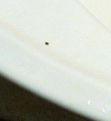 Rhipicephalus microplus