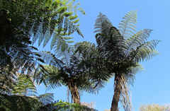 Sphaeropteris quindiuensis